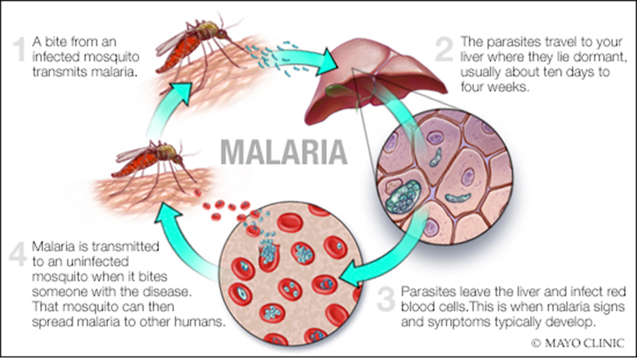C'est le Début de la Fin - Page 13 Malaria_edit