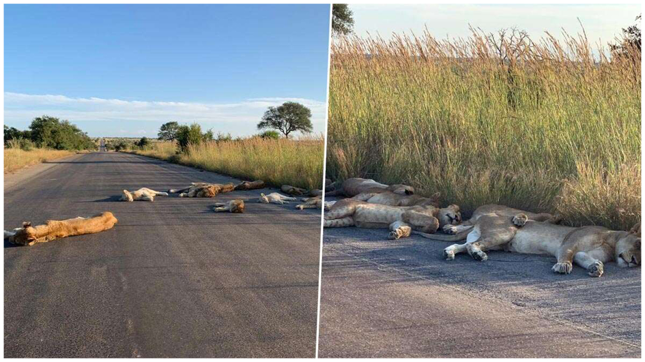 At the Kempiana Contractual Park, bordering the Kruger National Park, in South Africa, as humans are in #lockdown, the lions are taking it easy.