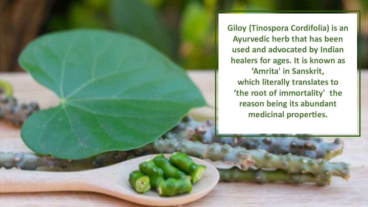 Know the Health Benefits of Amrita or popularly known as Giloy
